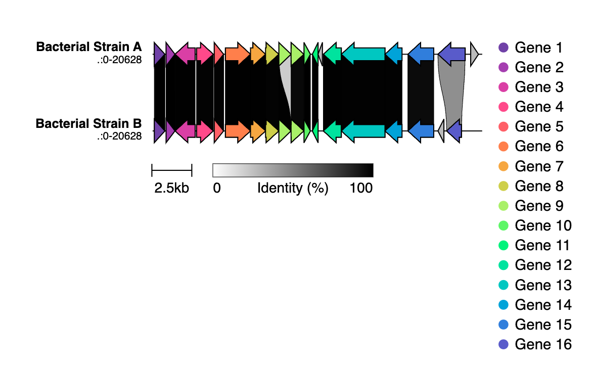 OCTAPUS Output Example